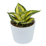 Sansevieria trifasciata Golden Hahnii - 6cm