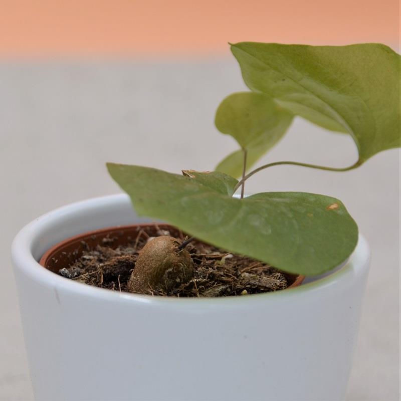 Dioscorea elephantipes - 5.5cm