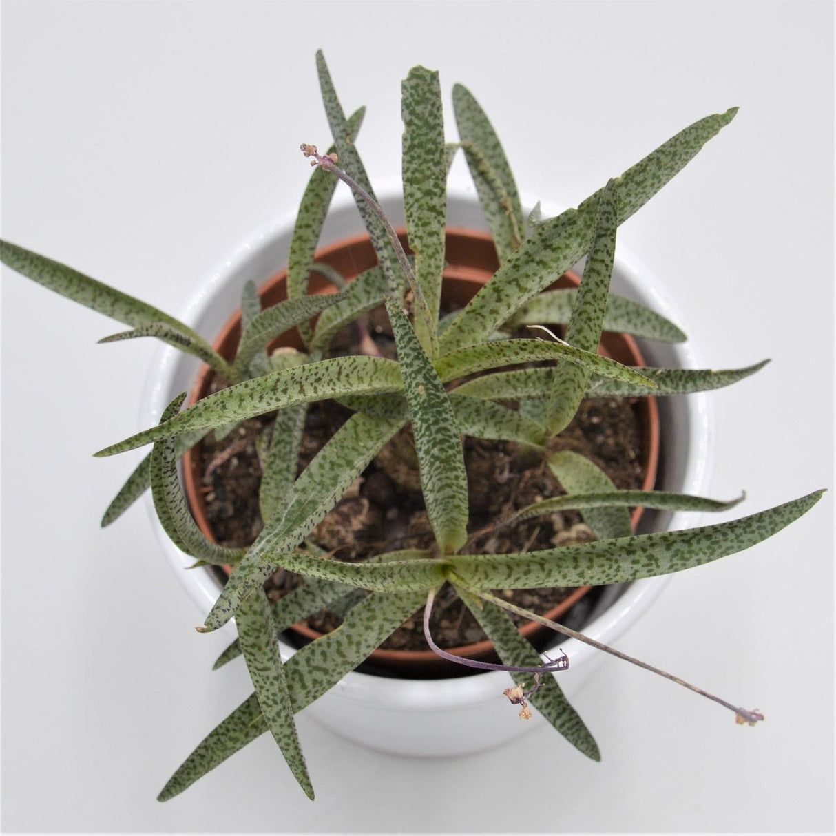 Scilla - 10.5cm