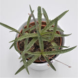 Scilla - 10.5cm