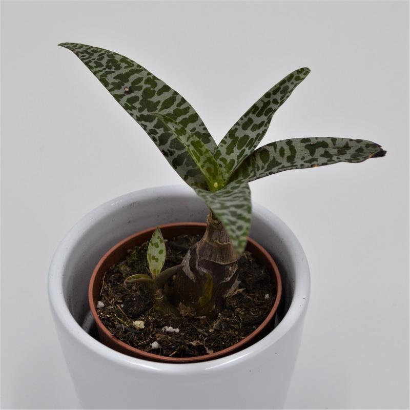 Scilla socialis - 5.5cm