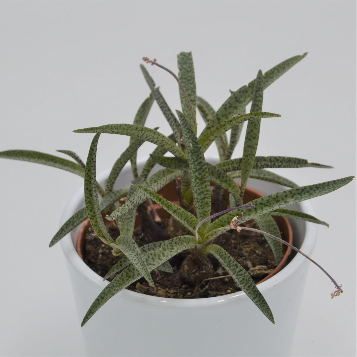 Scilla - 10.5cm