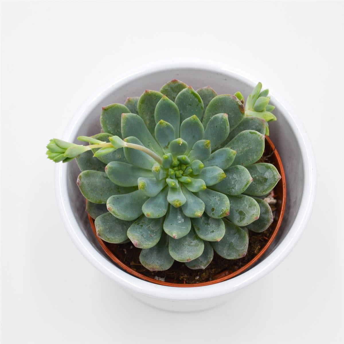 x Sedeveria Blue Elf - 8.5cm