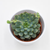 x Sedeveria Blue Elf - 8,5cm