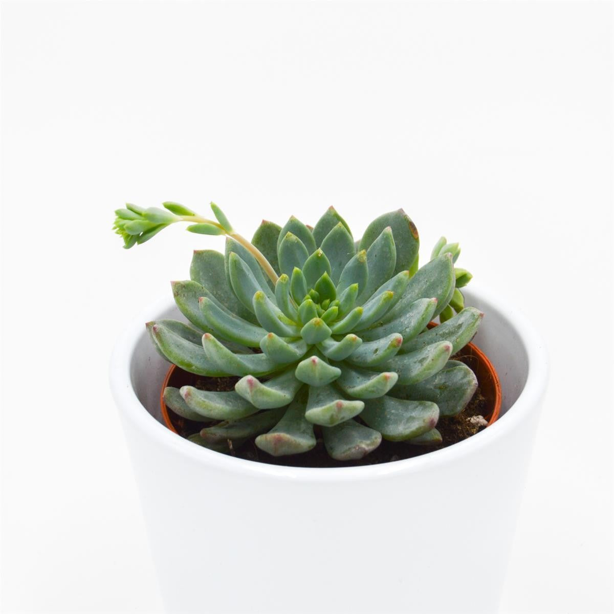 x Sedeveria Blue Elf - 8.5cm