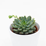 x Sedeveria Blue Elf - 8.5cm
