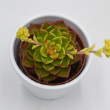 x Sedeveria Letitzia f. variegata - 6cm