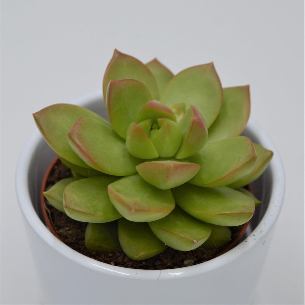 Sedum adolphii - 8.5cm