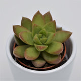 Sedum adolphii - 5,5cm