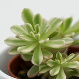 Sedum Joyce Tulloch f. variegata - 5.5cm