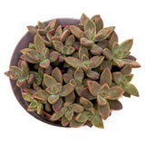 Sedum Bordeauxhart - 8,5cm
