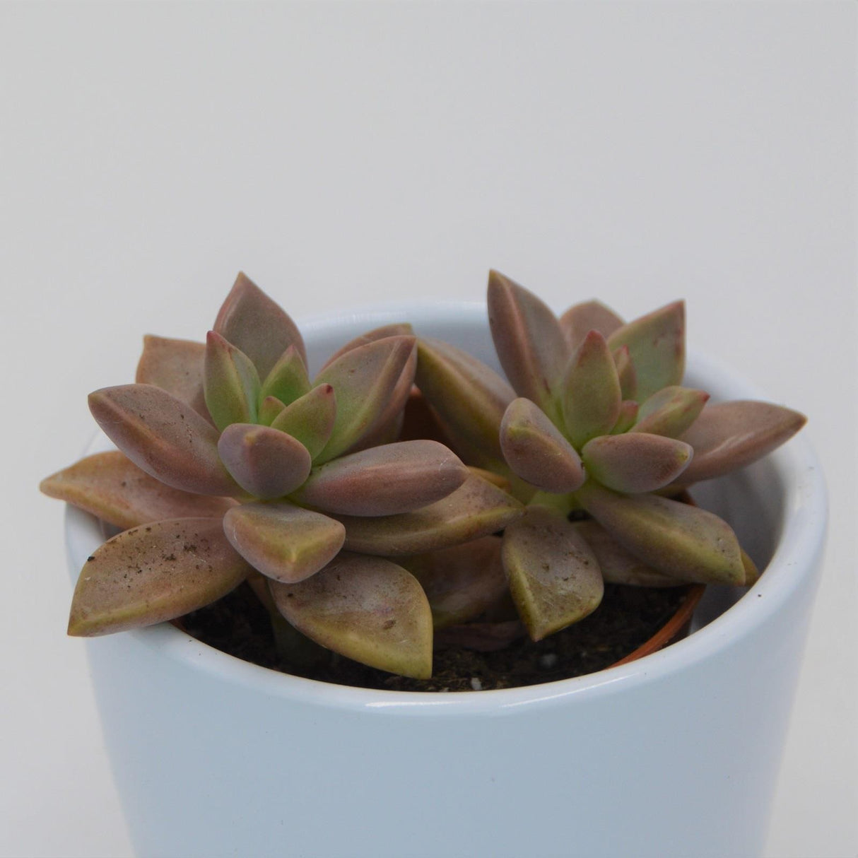 Sedum Bordeauxhart - 5.5cm