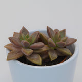 Sedum Bordeauxhart - 5,5cm