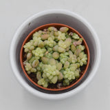 Sedum burrito - 5.5cm