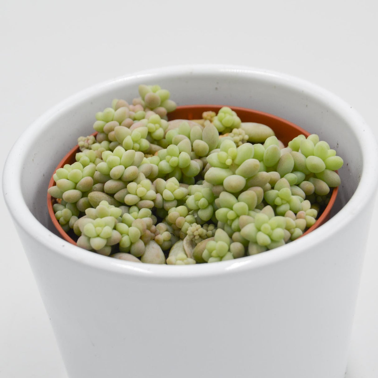 Sedum burrito - 8.5cm