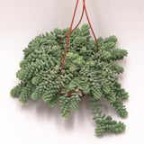 Sedum burrito - 14cm hanging basket