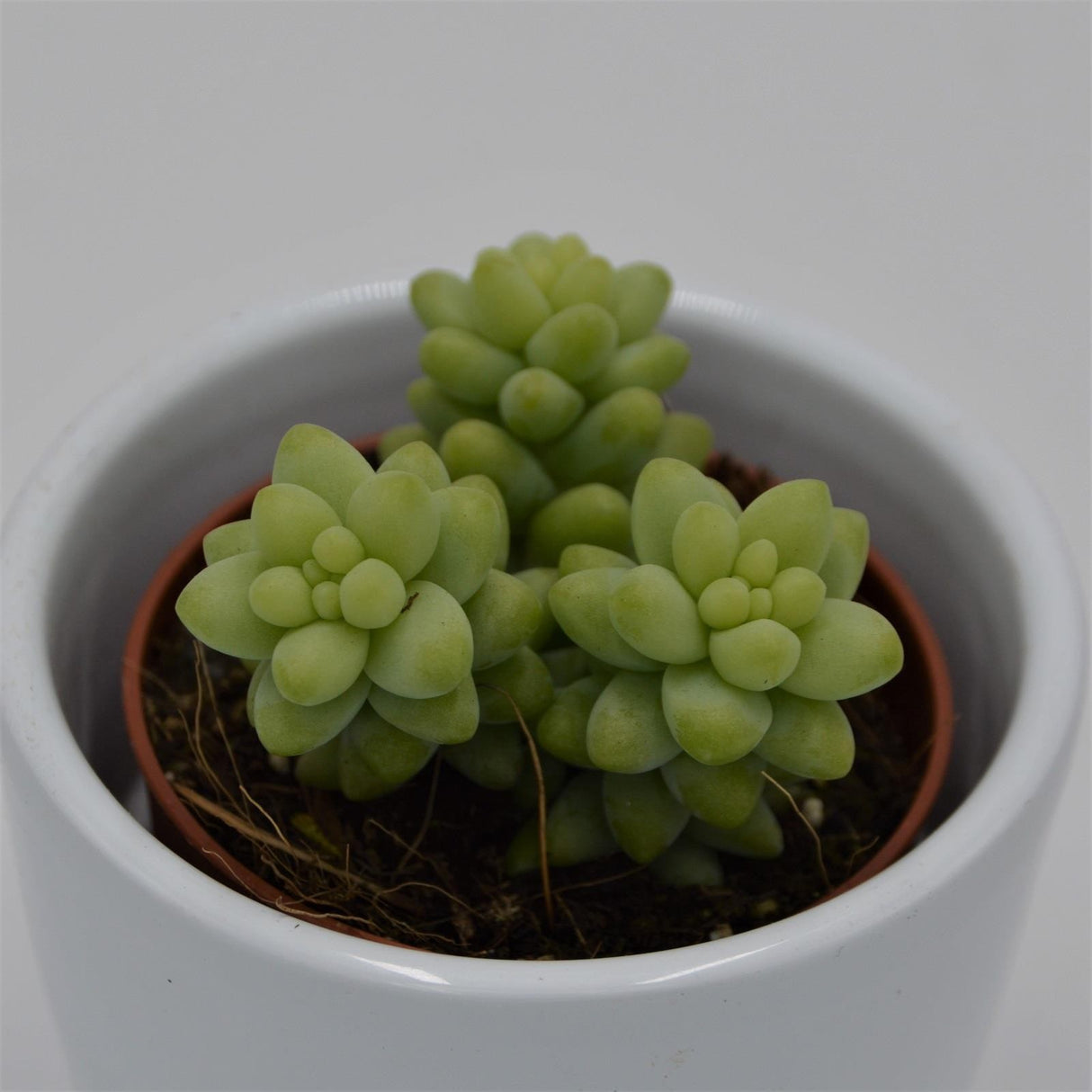 Sedum burrito - 5,5cm