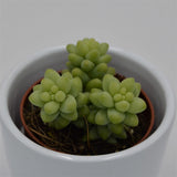 Sedum burrito - 5,5cm