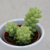 Sedum burrito - 5.5cm