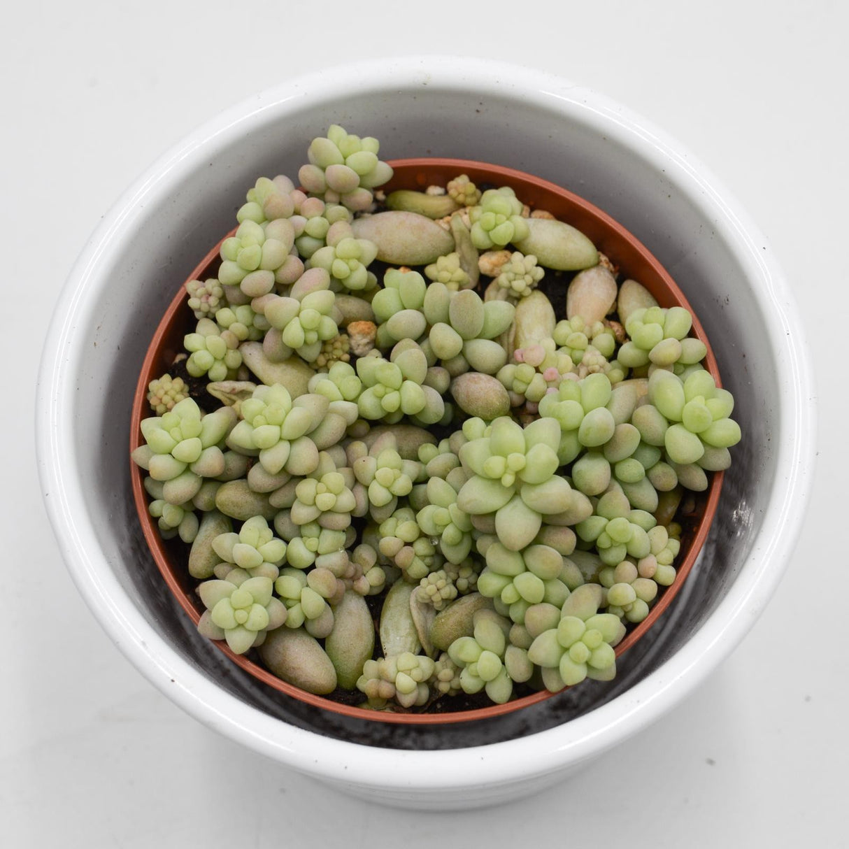 Sedum burrito - 8.5cm