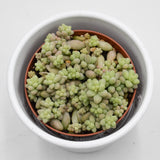Sedum burrito - 8.5cm