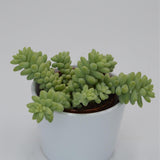 Sedum burrito - 8.5cm