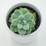 Sedum clavatum - 5,5cm
