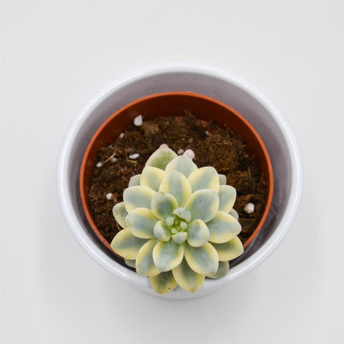 Sedum clavatum f. variegata - 8.5cm