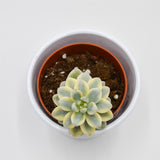 Sedum clavatum f. variegata - 8.5cm