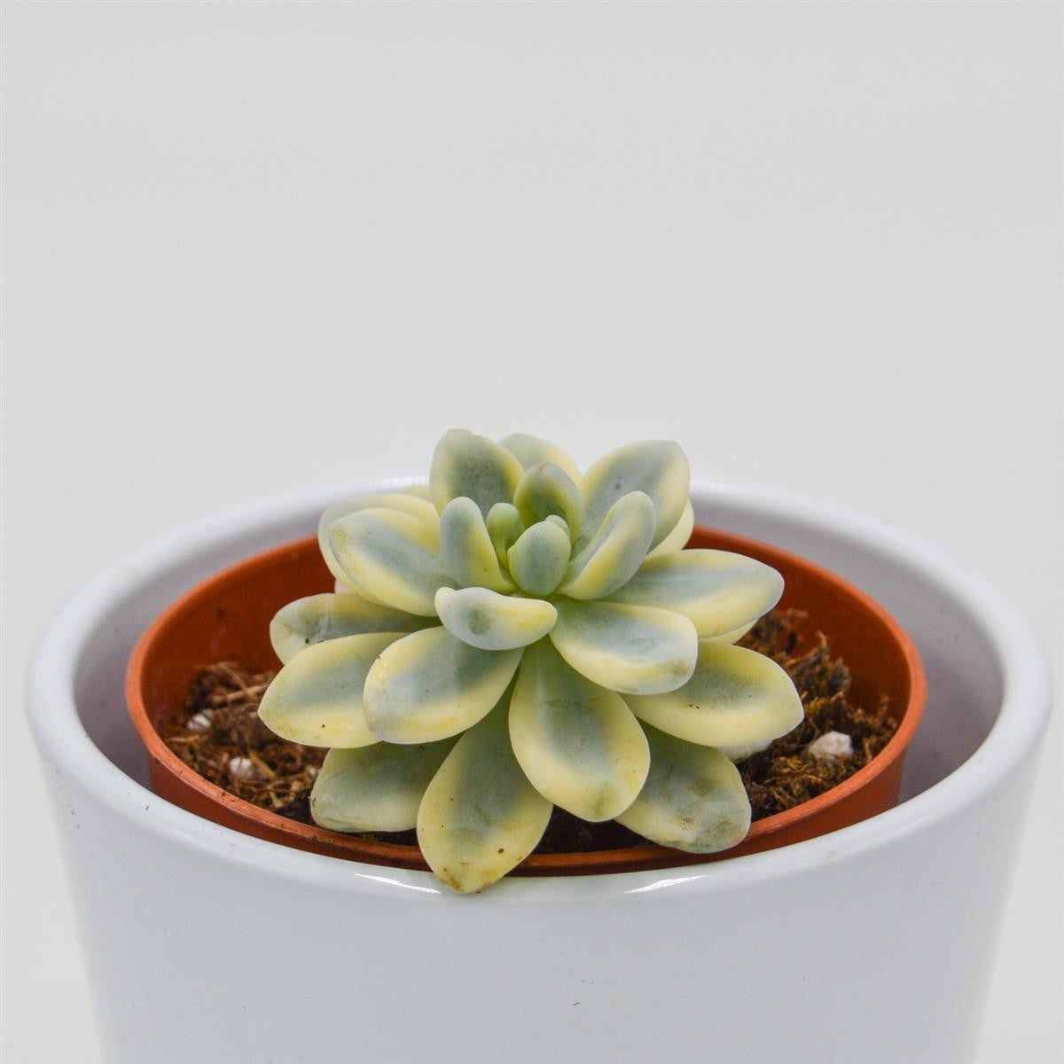 Sedum clavatum f. variegata - 8.5cm