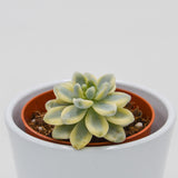 Sedum clavatum f. variegata - 8.5cm