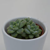 Sedum clavatum - 5,5cm