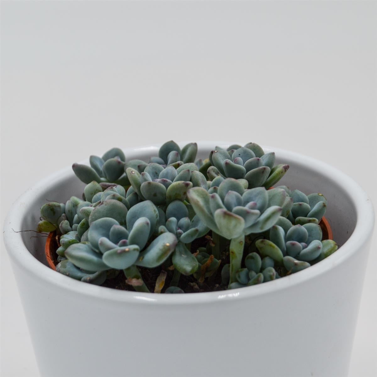 Sedum Cosmic Tom - 8.5cm
