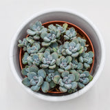 Sedum Cosmic Tom - 8.5cm
