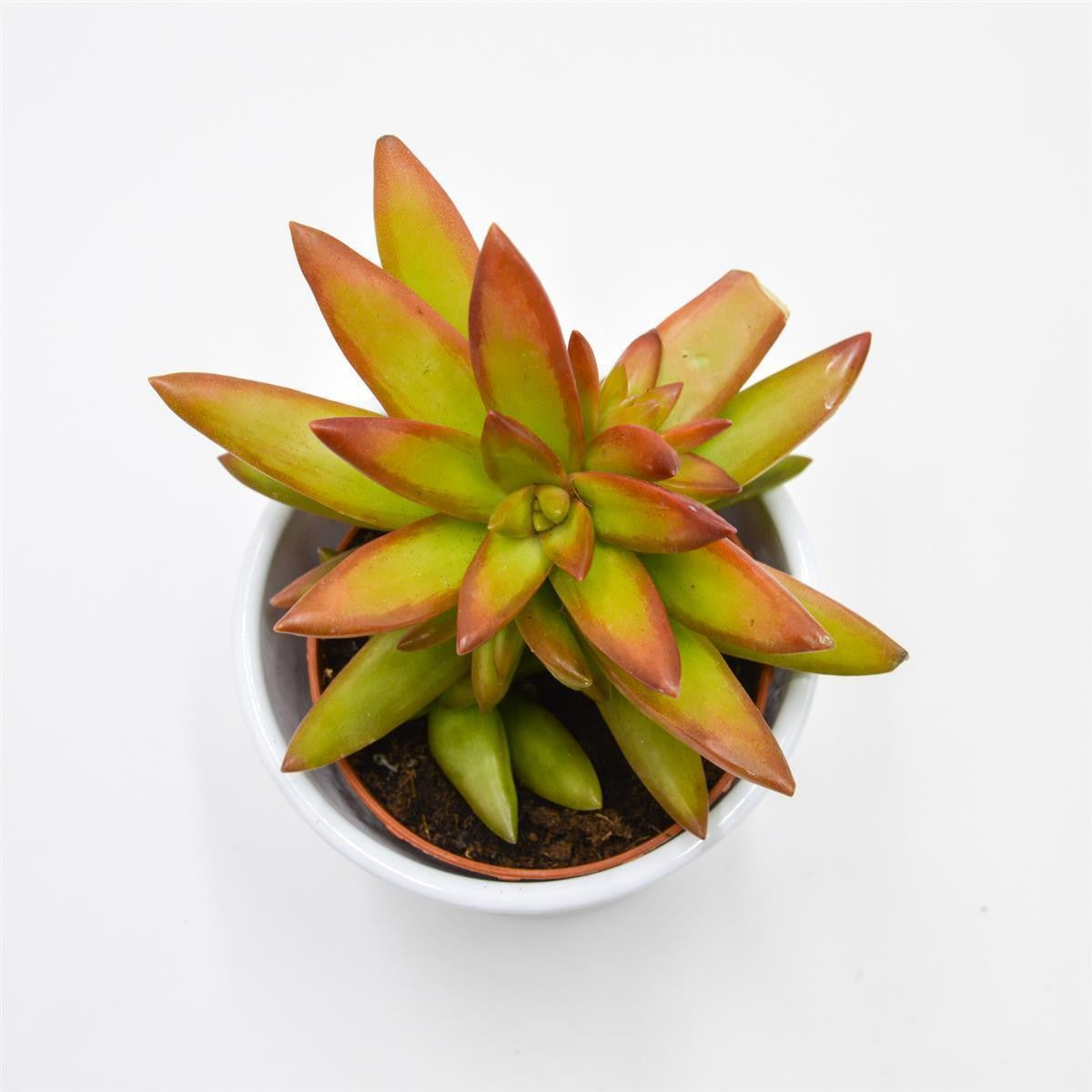 Sedum Firestorm - 8.5cm