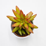Sedum Firestorm - 8.5cm
