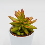 Sedum Firestorm - 8.5cm