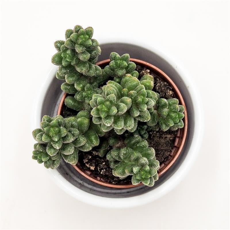 Sedum furfuraceum - 5.5cm