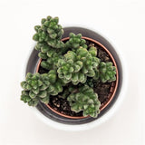 Sedum furfuraceum - 5.5cm