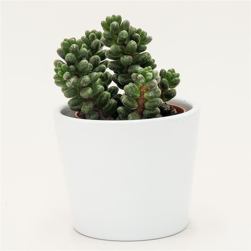 Sedum furfuraceum - 5.5cm