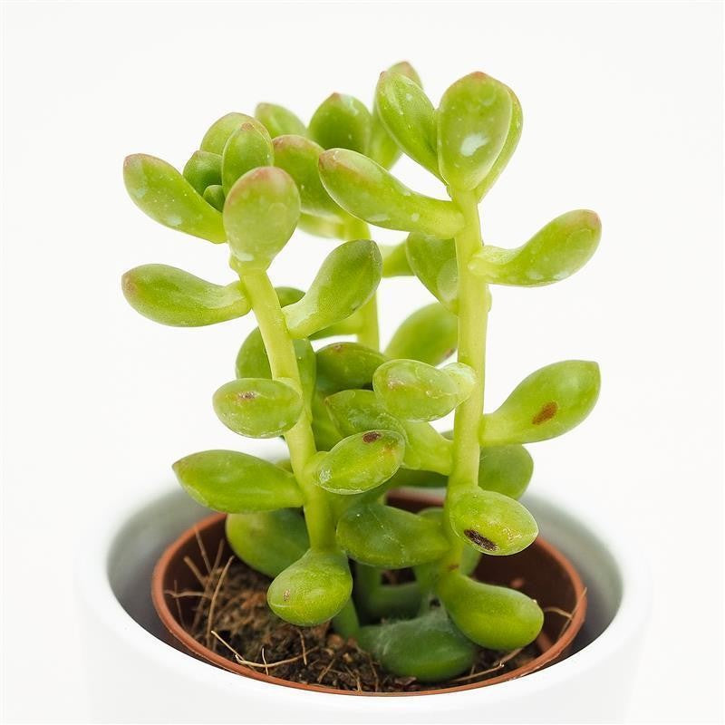 Sedum lucidum - 5.5cm