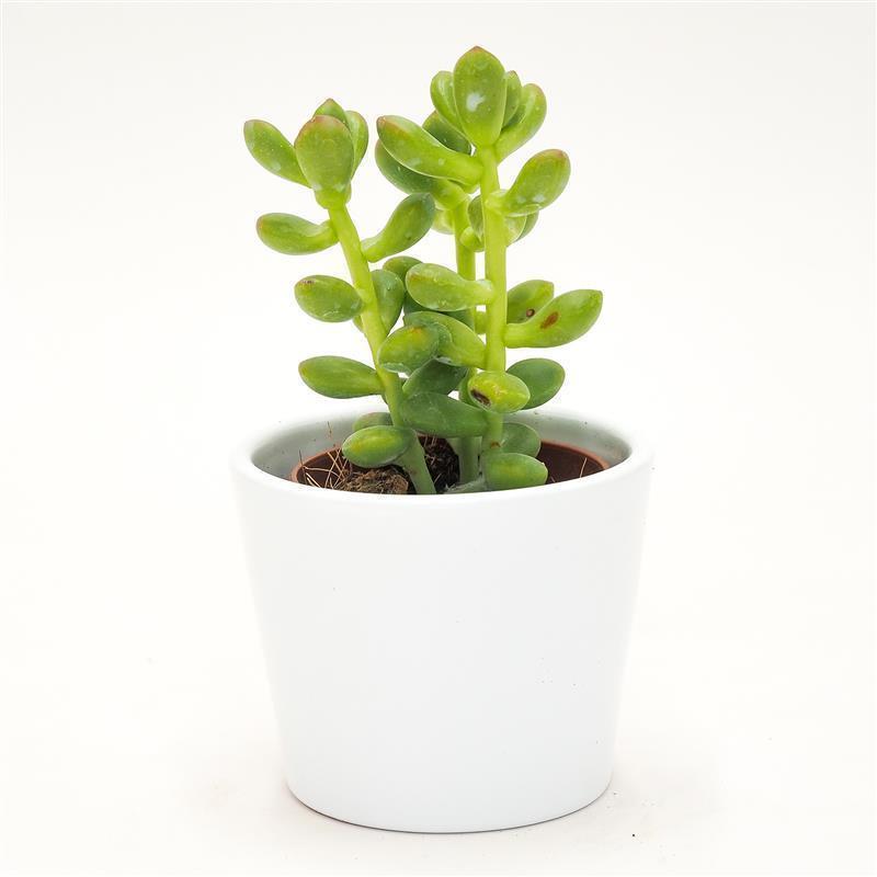 Sedum lucidum - 5.5cm