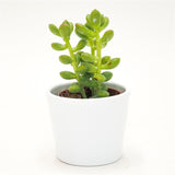 Sedum lucidum - 5.5cm