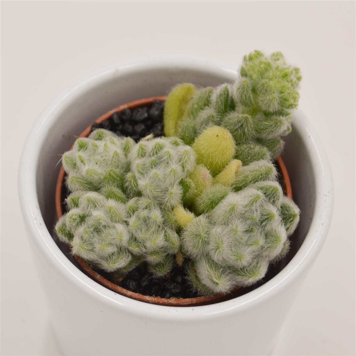 Sedum mocinianum - 5.5cm