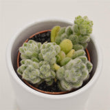 Sedum mocinianum - 5.5cm
