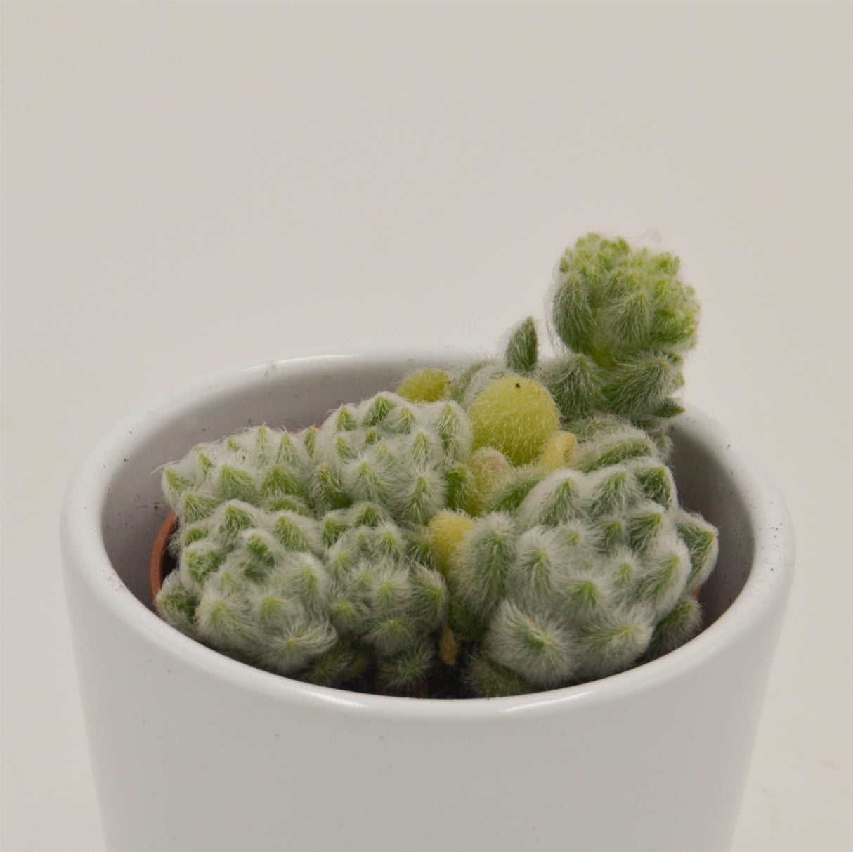 Sedum mocinianum - 5.5cm
