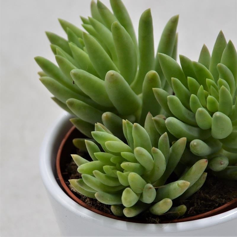 Sedum morganianum - 8,5cm