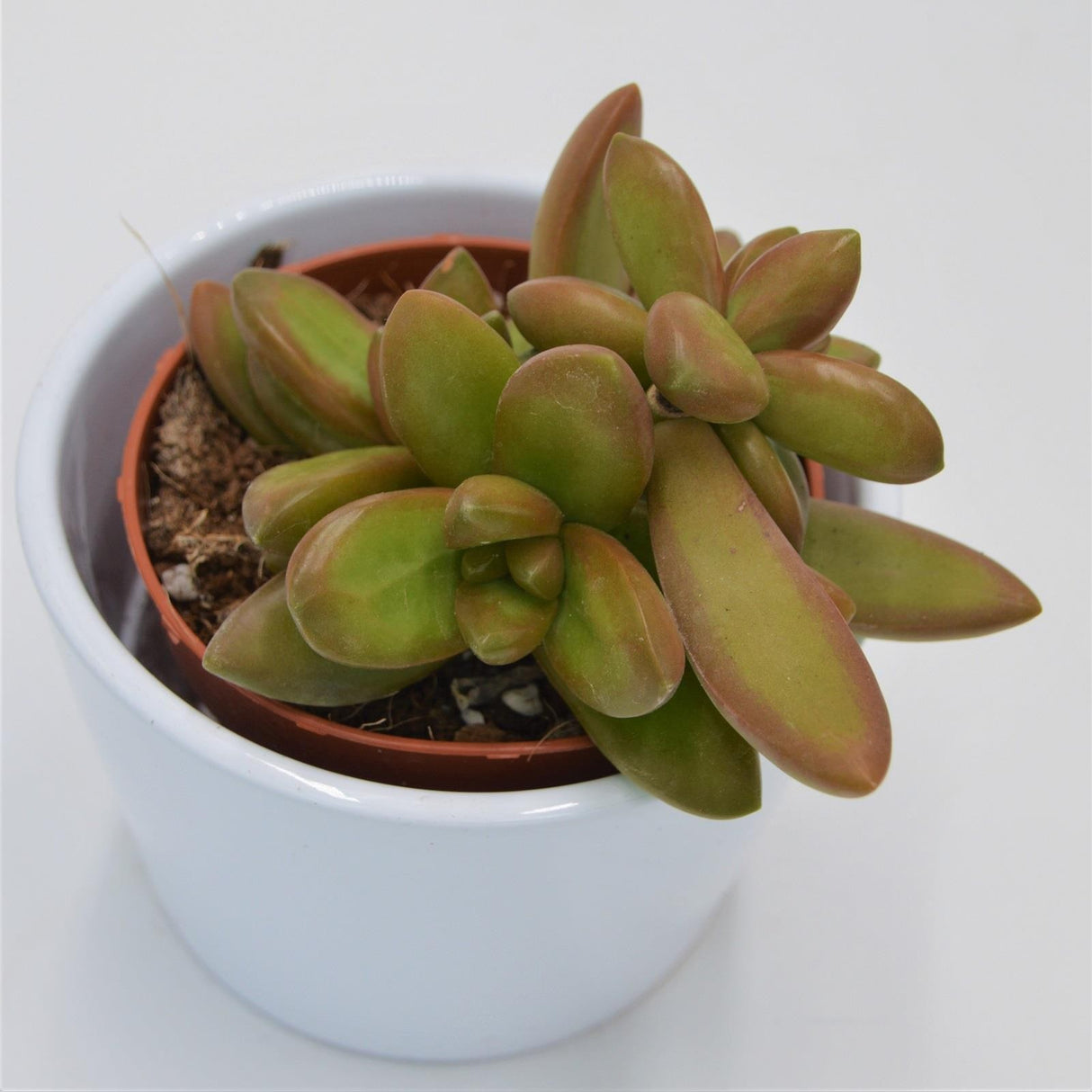 Sedum nussbaumerianum - 8.5cm