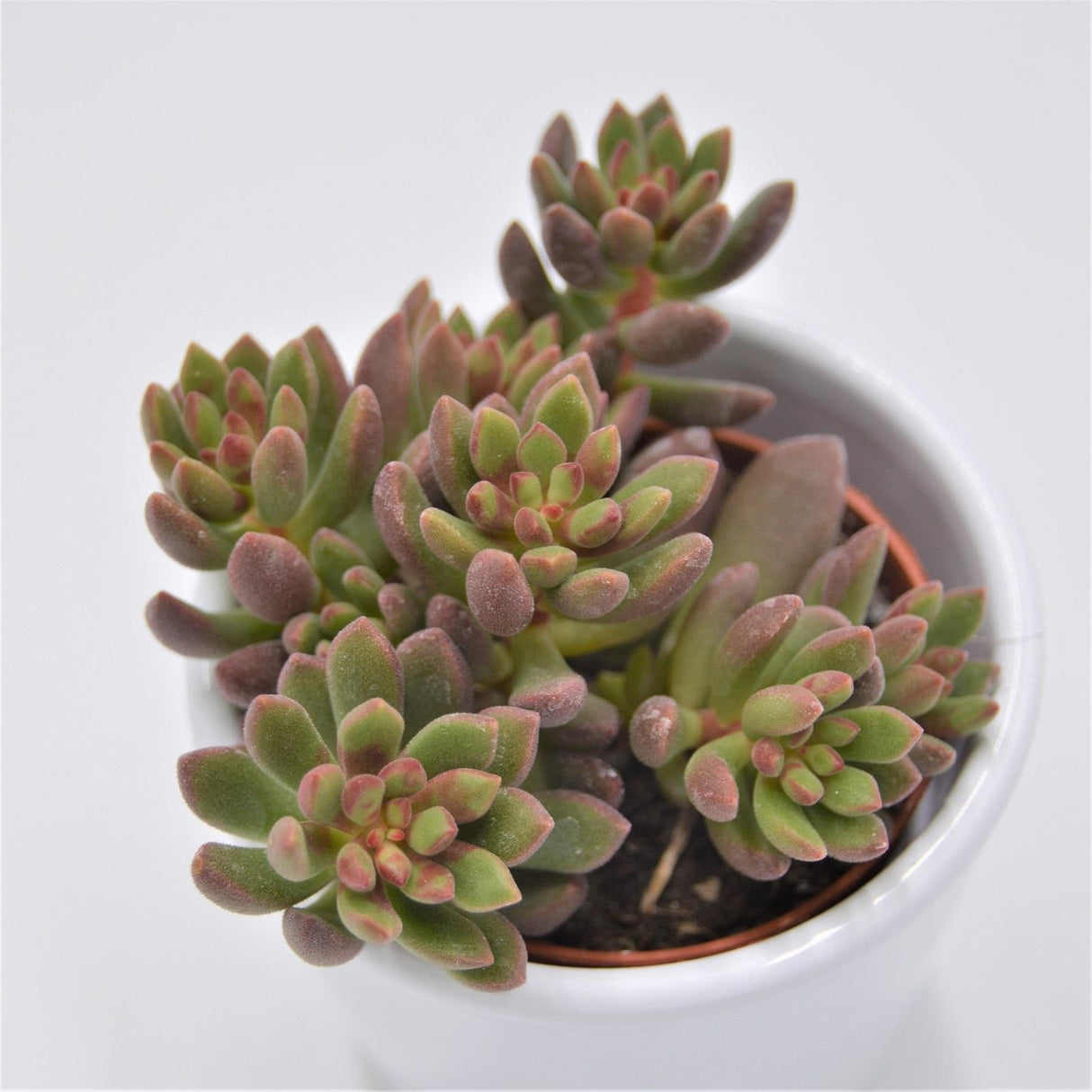 Sedum Pork and Beans - 5.5cm