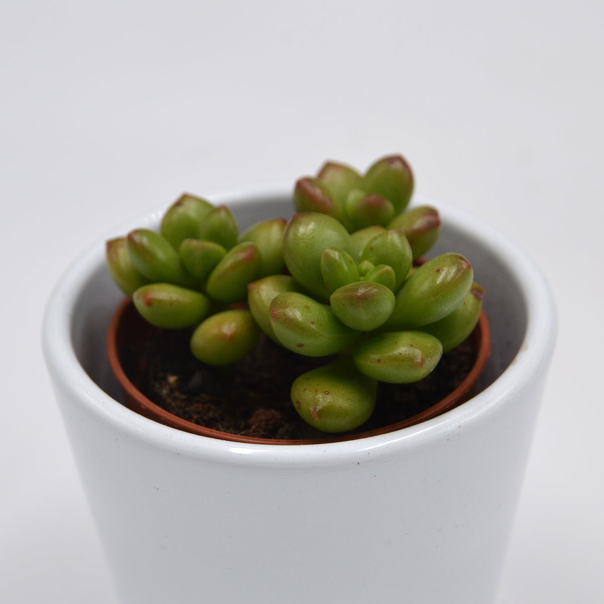 Sedum Red Coral - 5.5cm
